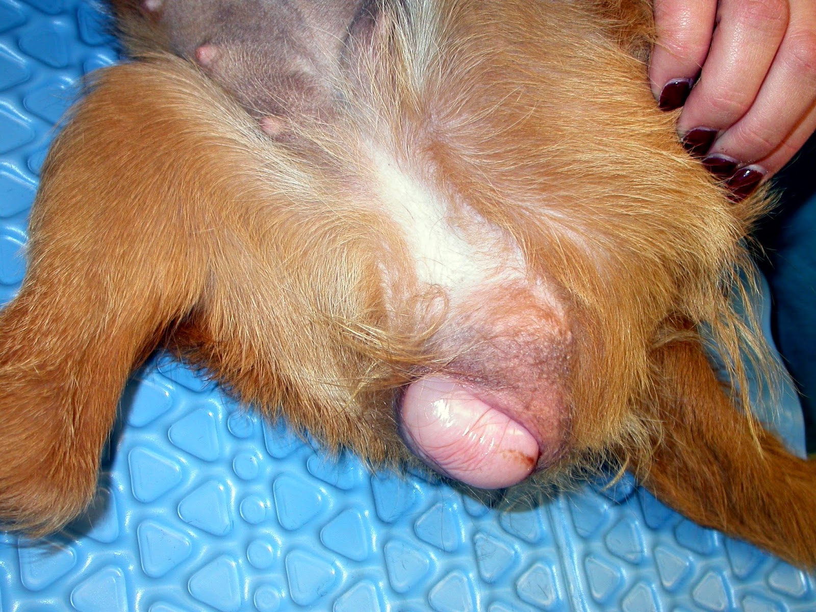 Puppy with red irritated anus area princes,please